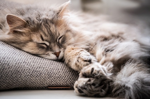 Первый факт)