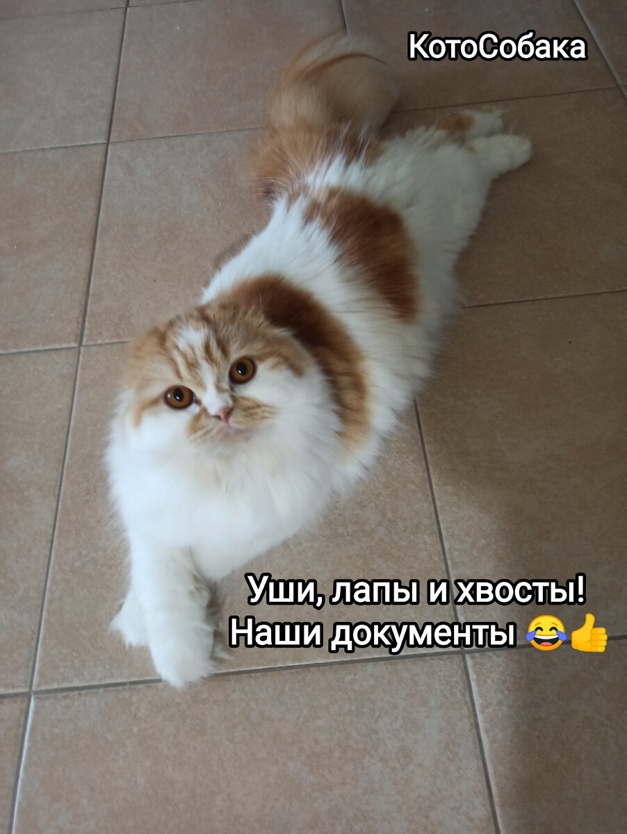 Фото снято автором канала КотоСобака