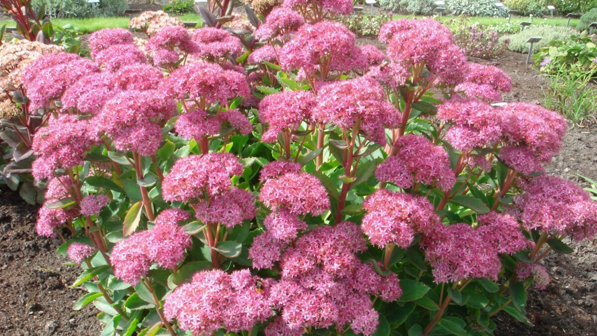 Цветёт очиток с конца лета и до заморозков