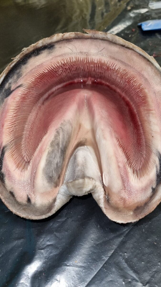 Семинар Инги СУХОЕВОЙ "КОПЫТА ЛОШАДИ" (MAXIMA VET, 11-09-2022)