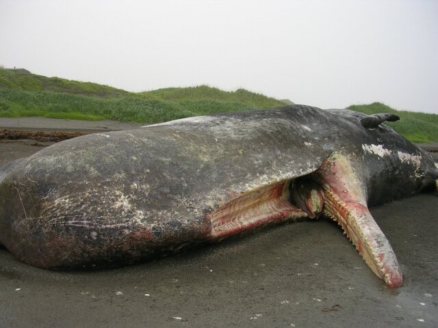    Мёртвый кашалот Jber.jb.mil