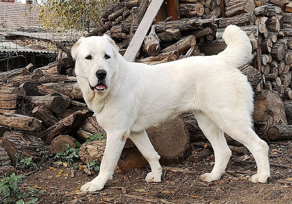     Алабая еще называют среднеазиатской овчаркой. Фото: commons.wikimedia.org, фото носит иллюстративный характер.