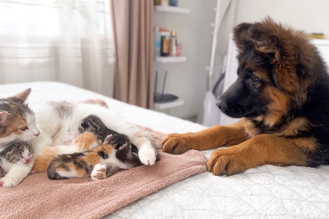     Трогательное видео: щенок впервые знакомится с котятами своей подруги-кошки