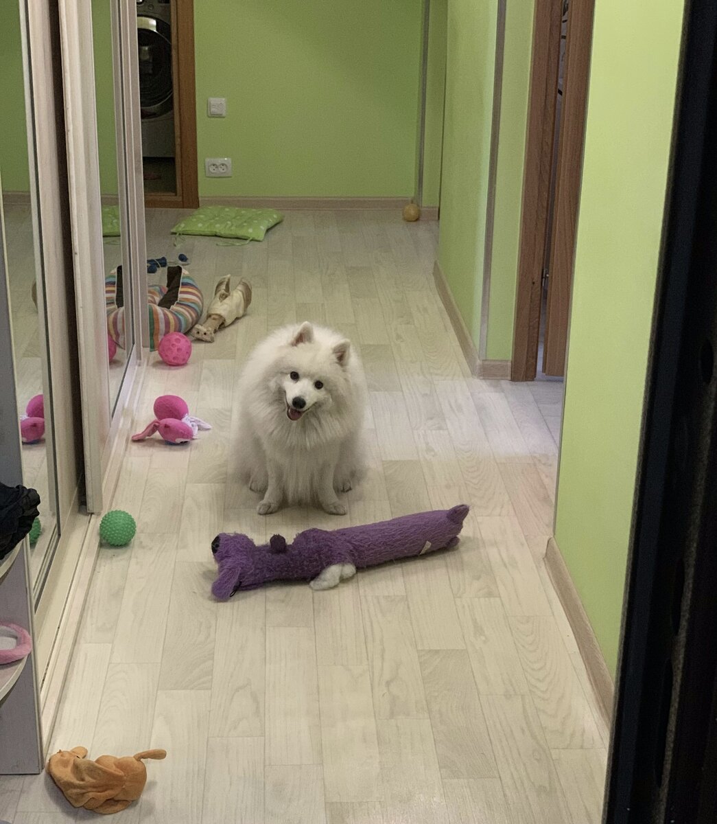 Наша традиция😁 «Я принес, кинь игрушку». Мягких игрушек сейчас нет в моем доме, фото 2018 года. 