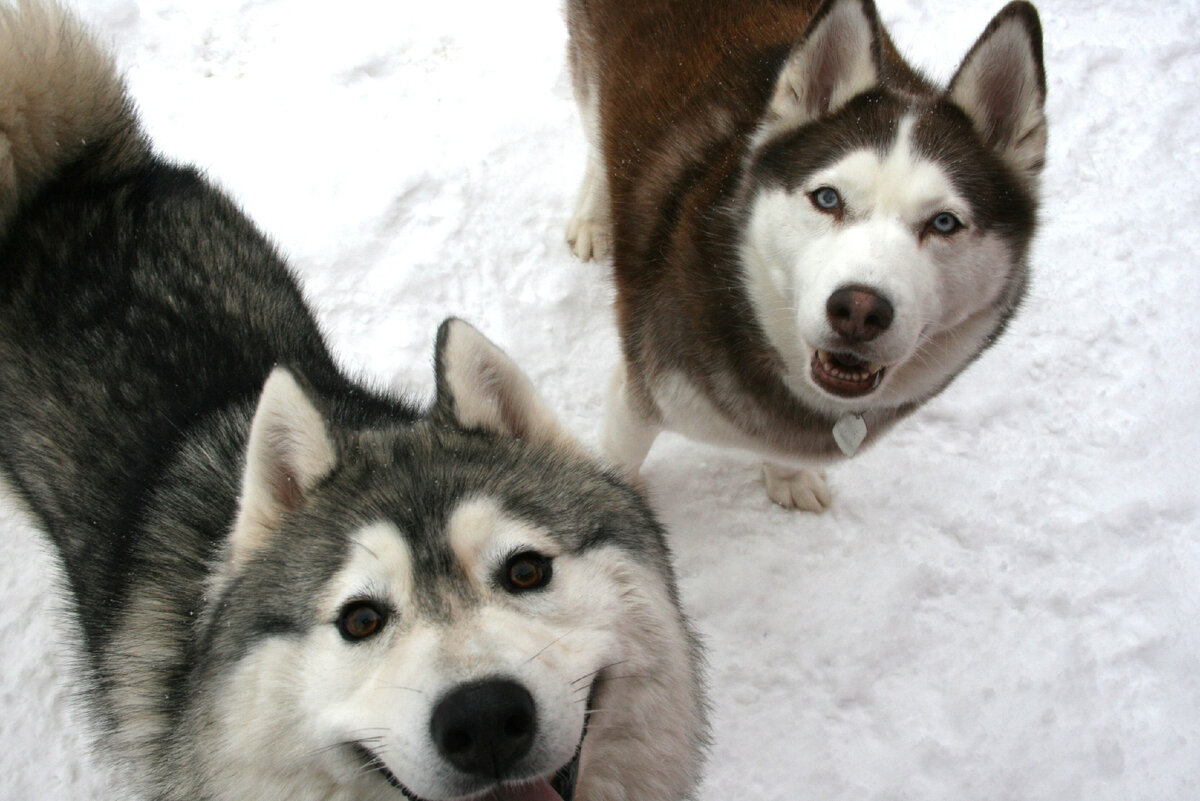 Беспородные хаски. Аляскинский маламут волчий окрас. Сибирский хаски лапы. Хаски собака минусы. Аляскинский маламамут.