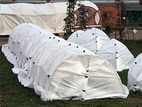 Арахис под теми маленькими укрытиями. Соседствует с ним картофель