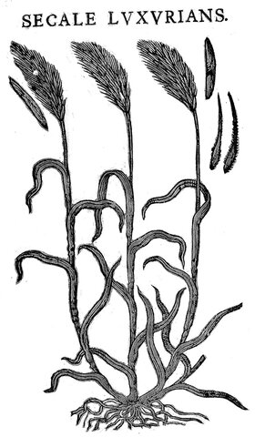 Рожь, пораженная спорыньей. Иллюстрация из книги Гаспара Боэна «Theatri botanici». 1658 год. 
Wellcome Library, London