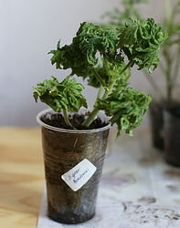 Graveolens.
