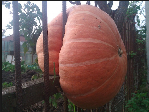 Надоело быть тыквой? Придется вести правильный образ жизни....