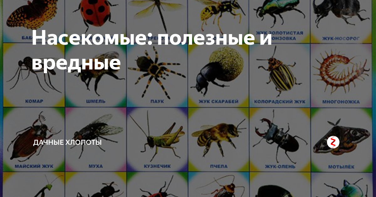 Насекомое на а. Полезные и вредные насекомые. Полезные насекомые для дошкольников. Полезные и вредные насекомые для детей. Ядовитые насекомые с названиями.