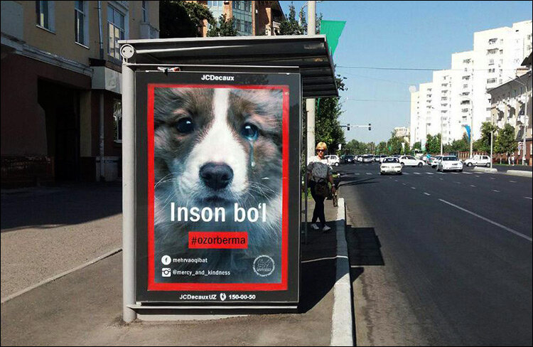 Плакат в защиту бездомных собак в Ташкенте. Фото с сайта Darakchi.uz