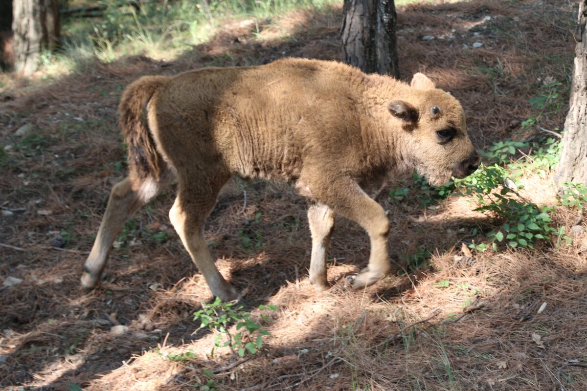 Источник: safari-park.ru 
