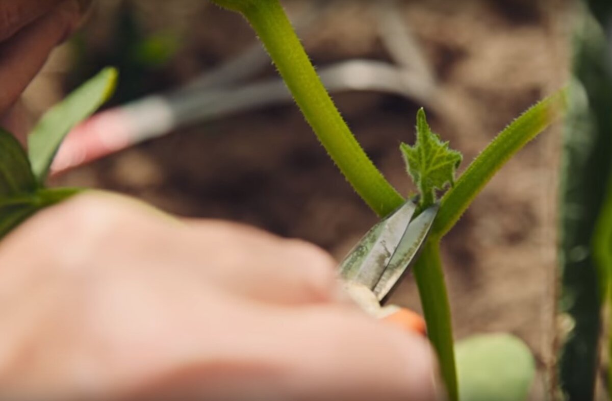 Удаление пасынка