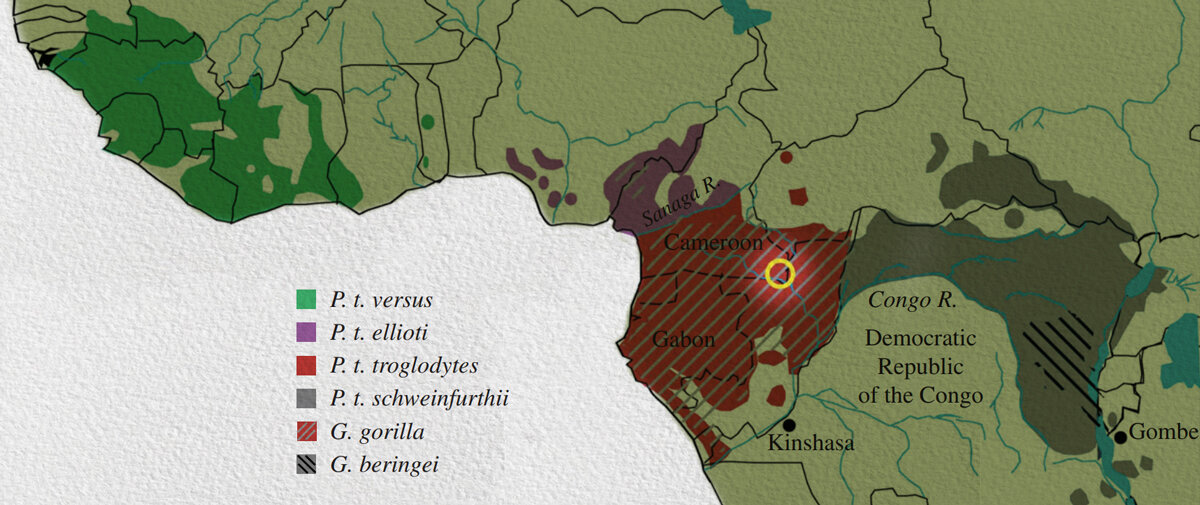 Желтым кругом отмечен регион на юго-востоке Камеруна, где обнаружены штаммы SIVcpz, тесно генетически связанные с группой ВИЧ-1 М.  Philos Trans R Soc Lond B Biol Sci. 2010 Aug 27; 365(1552): 2487–2494. © 2010 The Royal Society.


