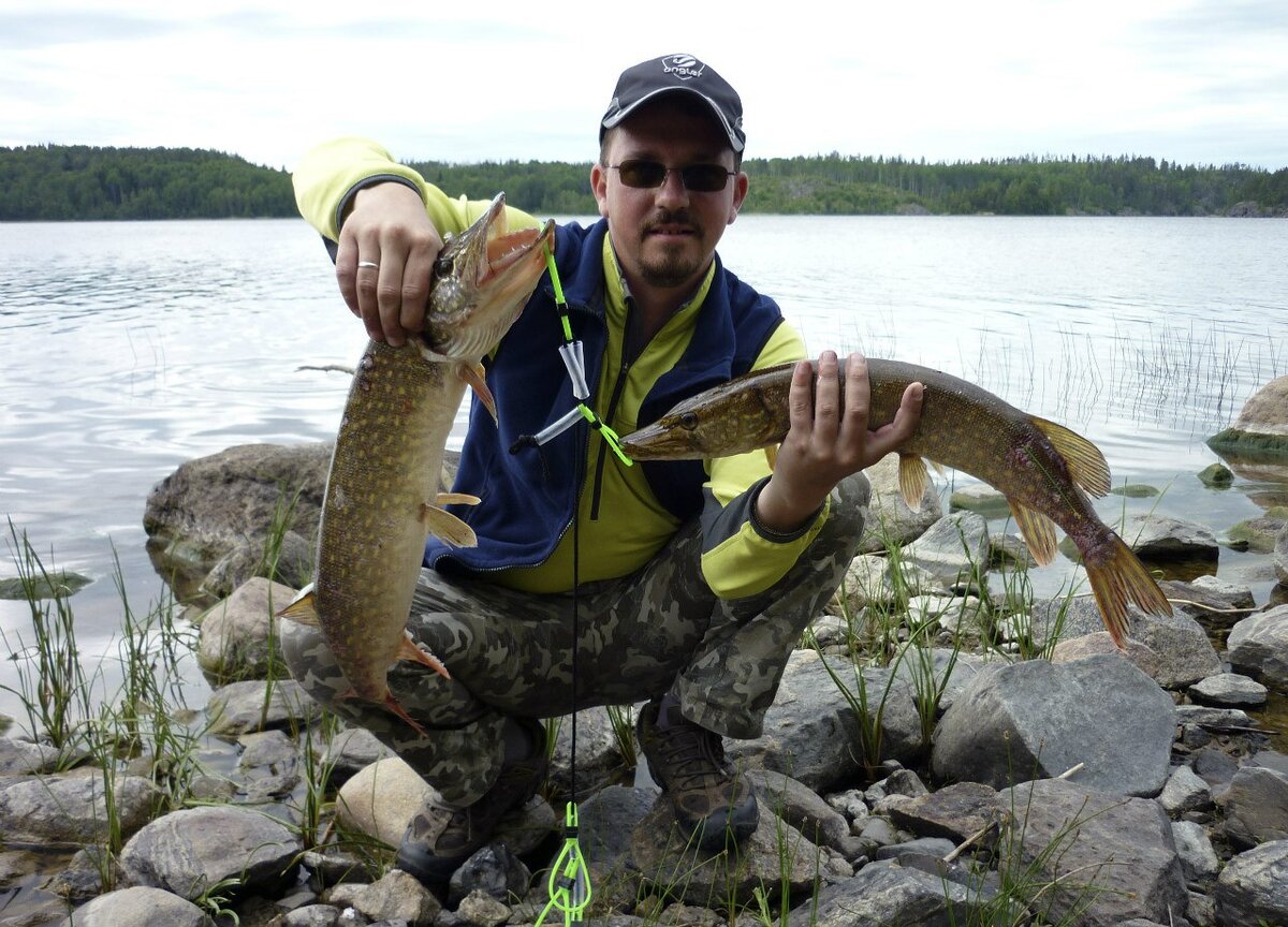 На длинном кукане такой хищник, как щука чувствует себя прекрасно.