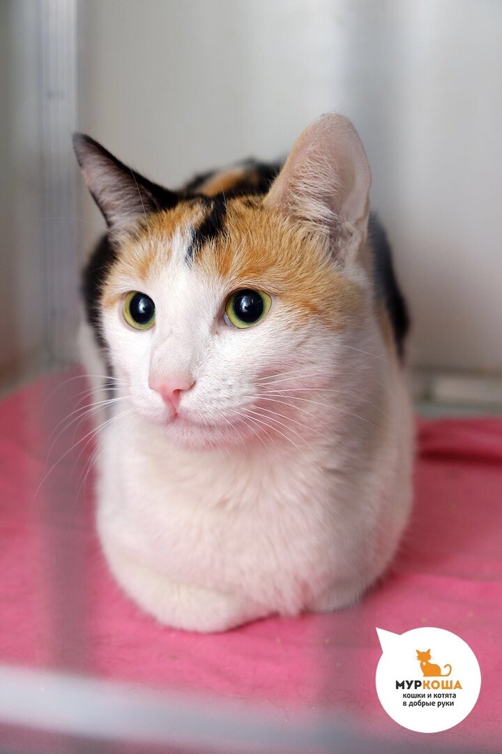 Самая мурчащая кошечка Милка желает познакомиться 
