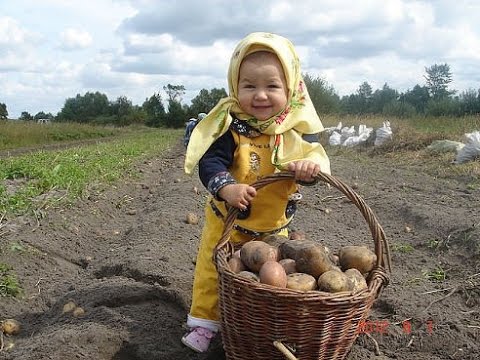 7 причин почему стоит есть картофель