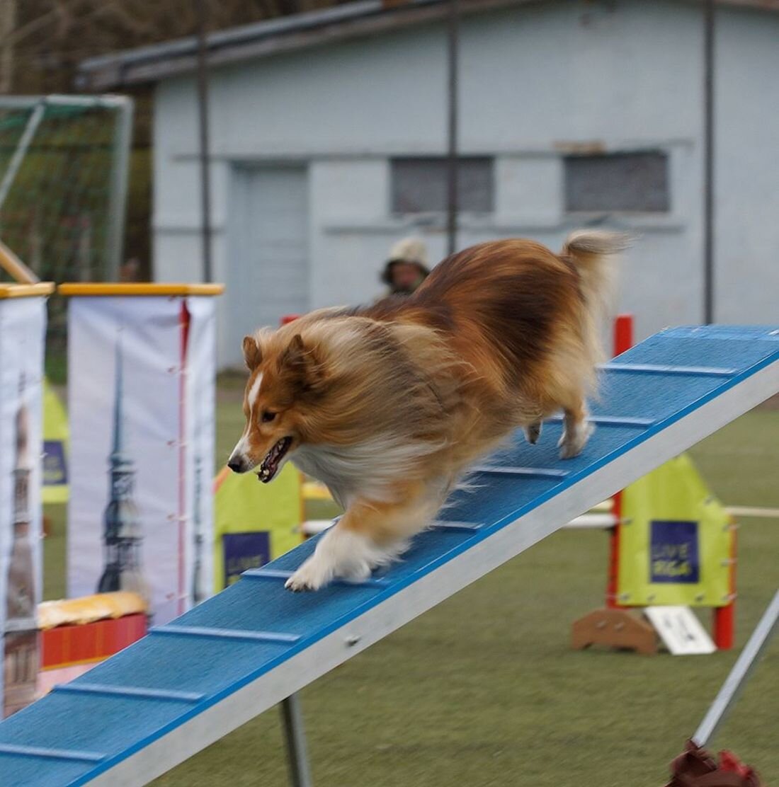 собаки аджилити профессиональные фото. кинологический спорт. спортивное собаководство. спортивная кинология. кинологический спорт.