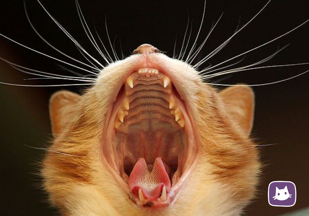 Почему у котов воняет рот. Кот зевает.