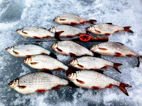 На фото улов с моим зятем