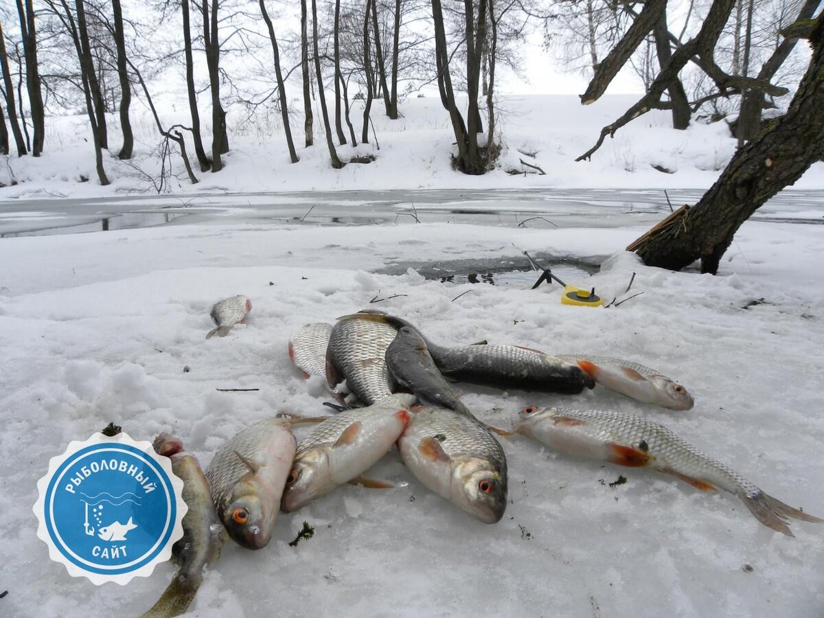 Рыбалка зимой: как ловить плотву на поплавок