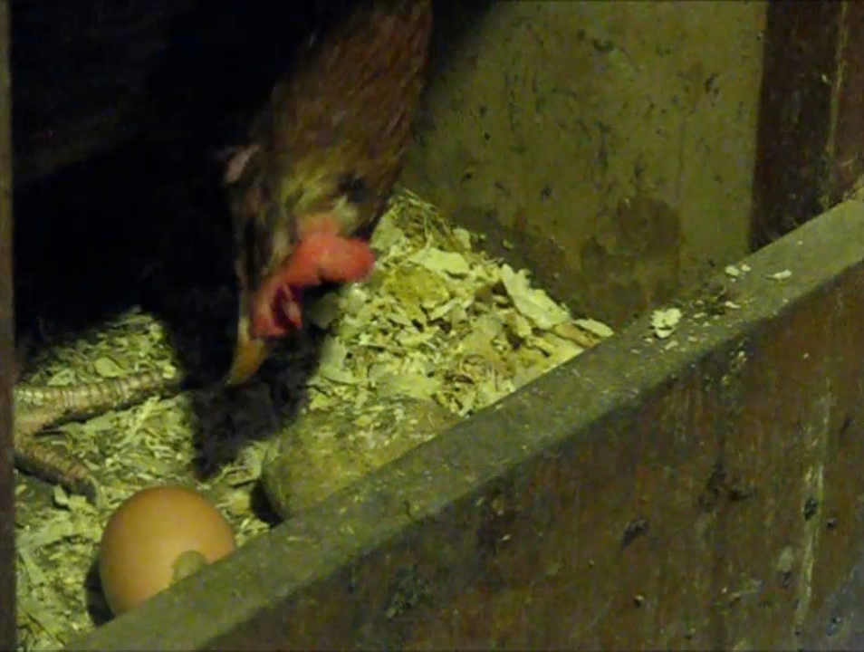 Что сделать чтобы куры не клевали. Курица расклевывает яйцо. Змеиные яйца в курятнике. Гнездо от расклева яиц. Фазаны расклевывают яйца.