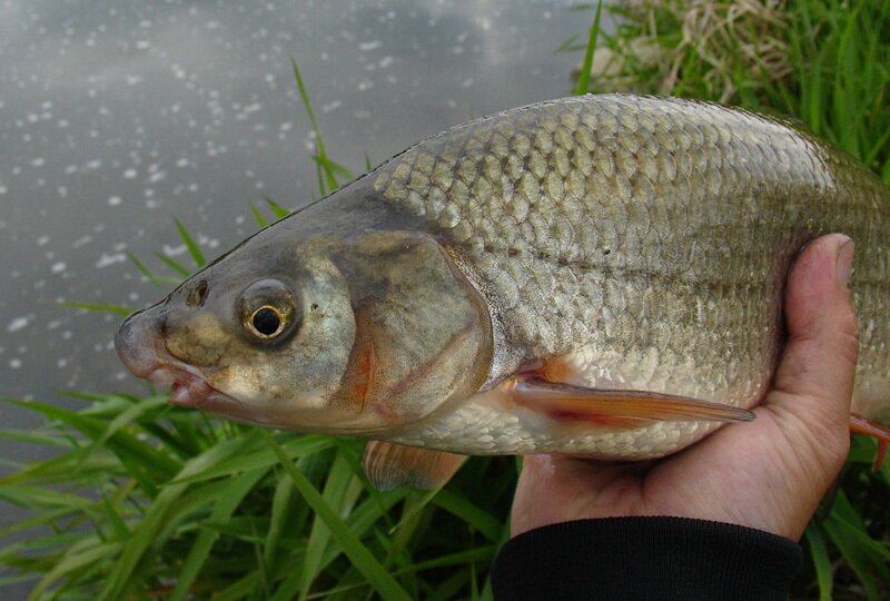 ПОДУСТ ОБЫКНОВЕННЫЙ (Chondrostoma nasus) - Фауна Беларуси