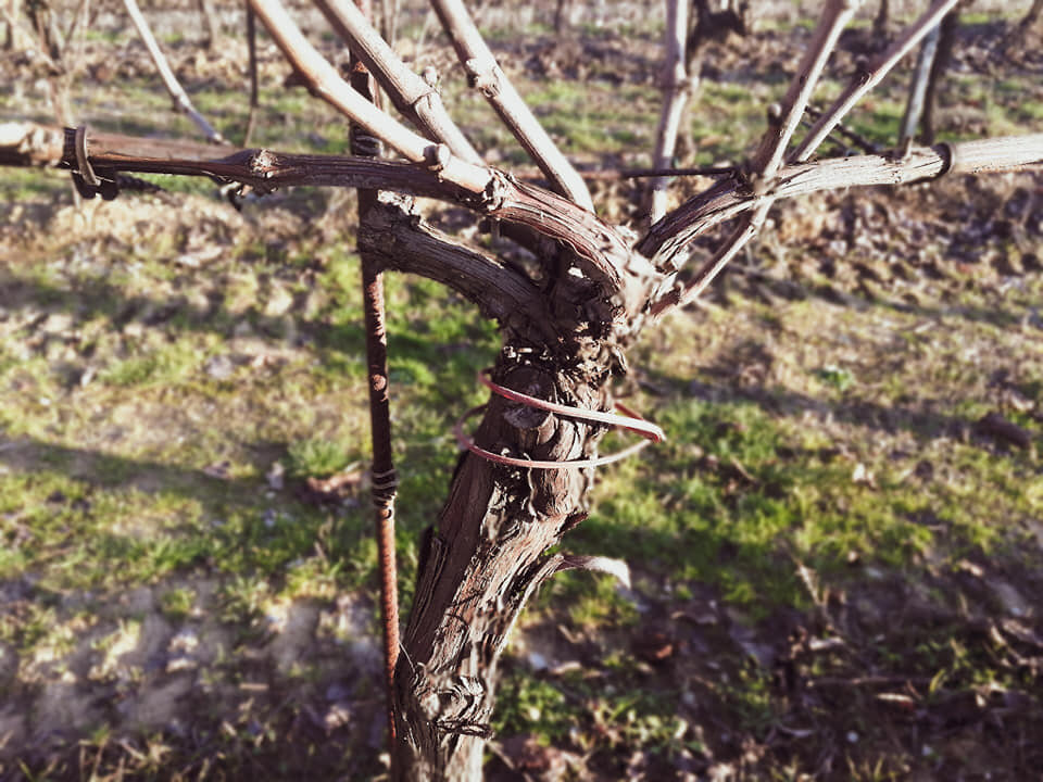 Технология Sexual confusion. Такой "браслет" содержит феромоны насекомых. Благодаря этому женские и мужские особи не могут найти друг друга на территории виноградников и размножаться, а значит, не могут и вредить растениям.