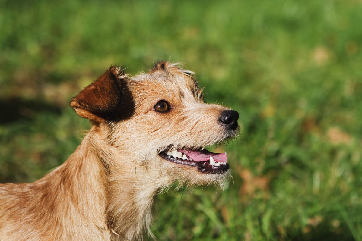 Мы все вместе поехали на дачу. В машине Луч тихонько дремал на заднем сидении. Вел себя, как мышка. По приезду каждый занимался своим делом. Муж расчищал ворота и двор, я с малютками гуляла, точнее  ползала по колено в снегу.  Счастливые, уставшие и голодные мы заехали по дороге обратно к бабушке (моей свекрови) подкрепиться. В гостях детки (читай: собаки) ведут себя скромно. С благодарностью принимают угощения и дремлют около выхода, чтобы их случайно в этих гостях не забыли. Казалось этот раз ничем не отличался от обычного. Кушали, говорили, собаки дремали. 
В какой-то момент муж насытился, расслабился, начал улыбаться и что случилось! Все еще виноватый взгляд Луча встретился с довольными глазами мужа и вдруг! Перелезая через меня, все подушки и Герду (наша вторая собака) Луч стремительно начал пробираться к изголовью дивана. 
Мы опешили. Что случилось? Муха на стене? Зимой? Все так мирно сидели-лежали. И вот добравшись до щеки мужа Луч остановился в благоговейном трепете. Смотрит в глаза обидевшегося на него ранним утром хозяина. И мы все поняли. Весь день Луч ждал. Ждал момента, когда папа оттает и разрешит ему, своему верному псу прийти мириться! Муж замер, Луч улыбнулся во всю пасть и припал своей головой на любимое плечо! Вот это момент! Глаза горят, причем у обоих. ПРОЩЕН! Я почти прослезилась)
Любите своих животных! Они все понимают! Может быть даже больше нас)