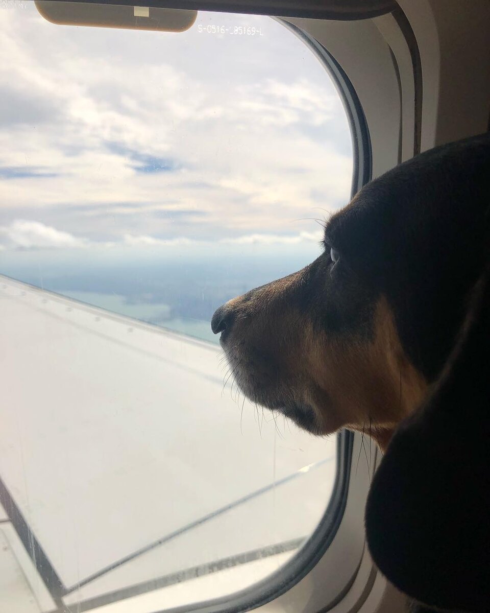 Фото из инстаграма thelifeofadachshund 