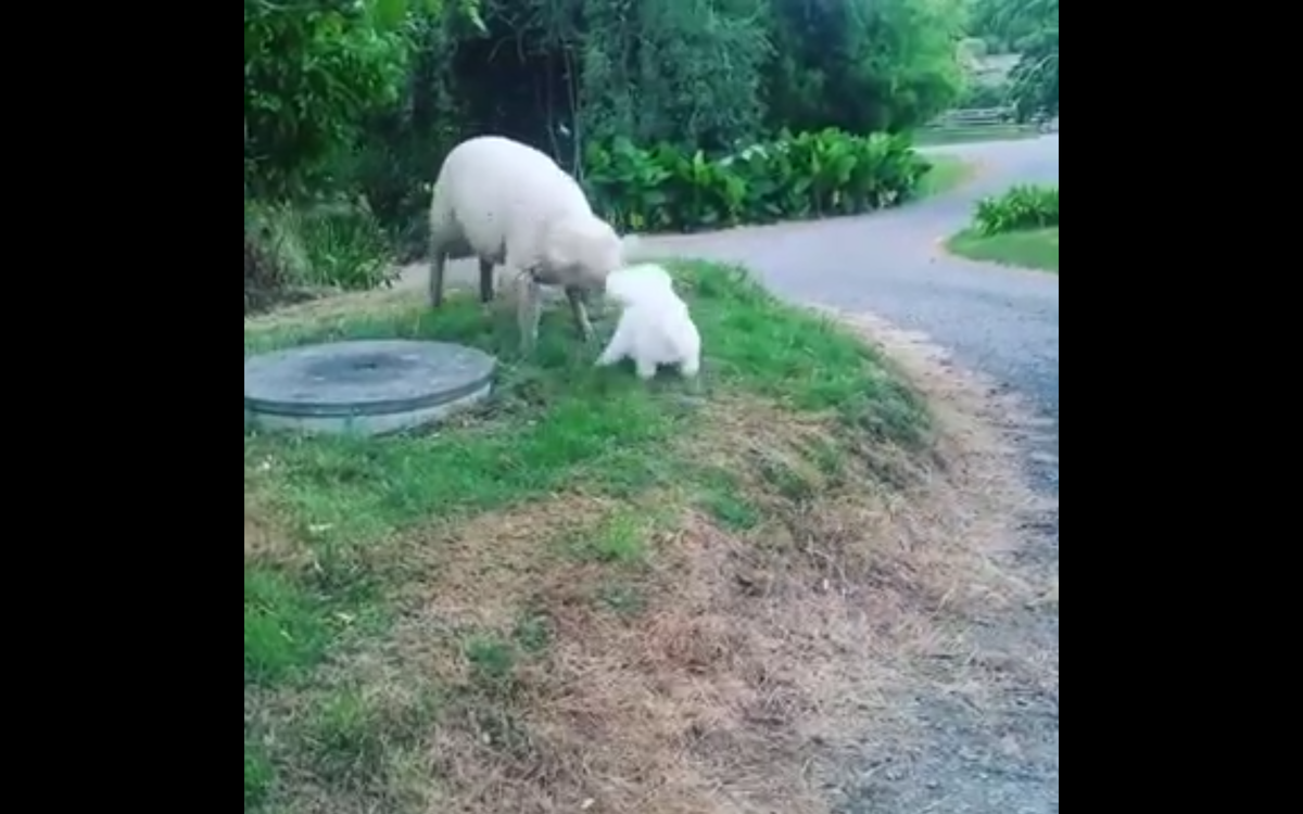 Кадр видео youtube.com/ViralHog