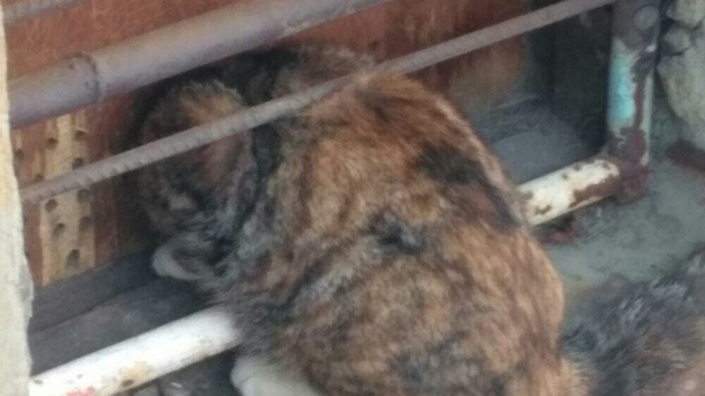 Фото: АСО г. Мурманска (взято с сайта mvestnik.ru)