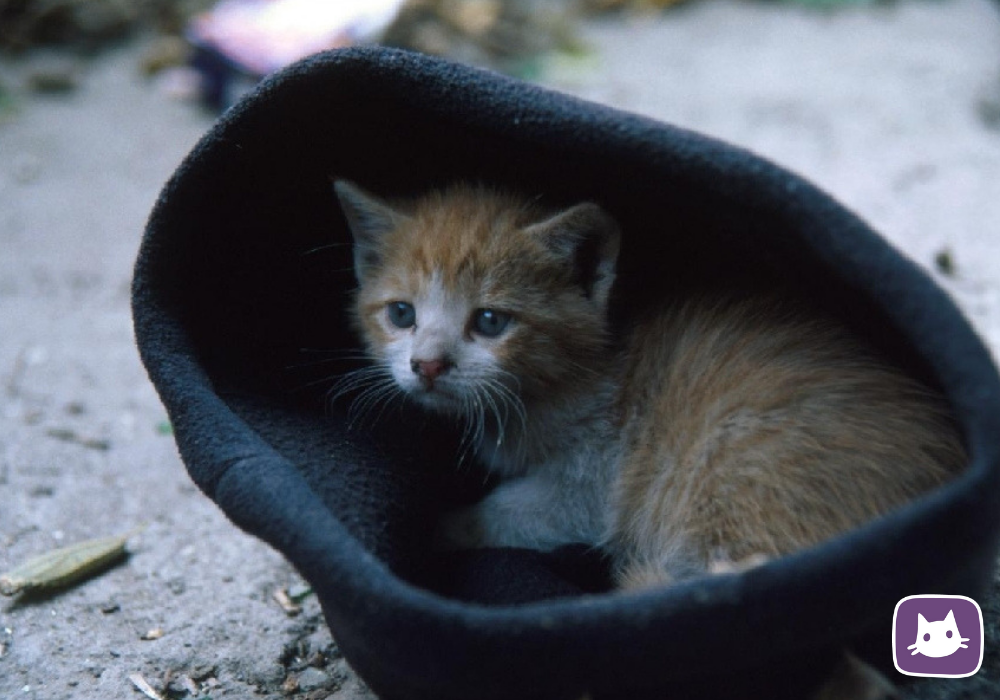 Котенок на улице что делать. Бездомные котята. Бедные котята. Бездомный кот. Бедные бездомные котята.