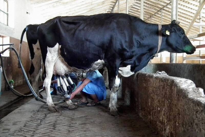 Во сне доить корову и видеть молоко. Корова Таджикистан. Таджикская корова. Ферма корова таджикские корова.