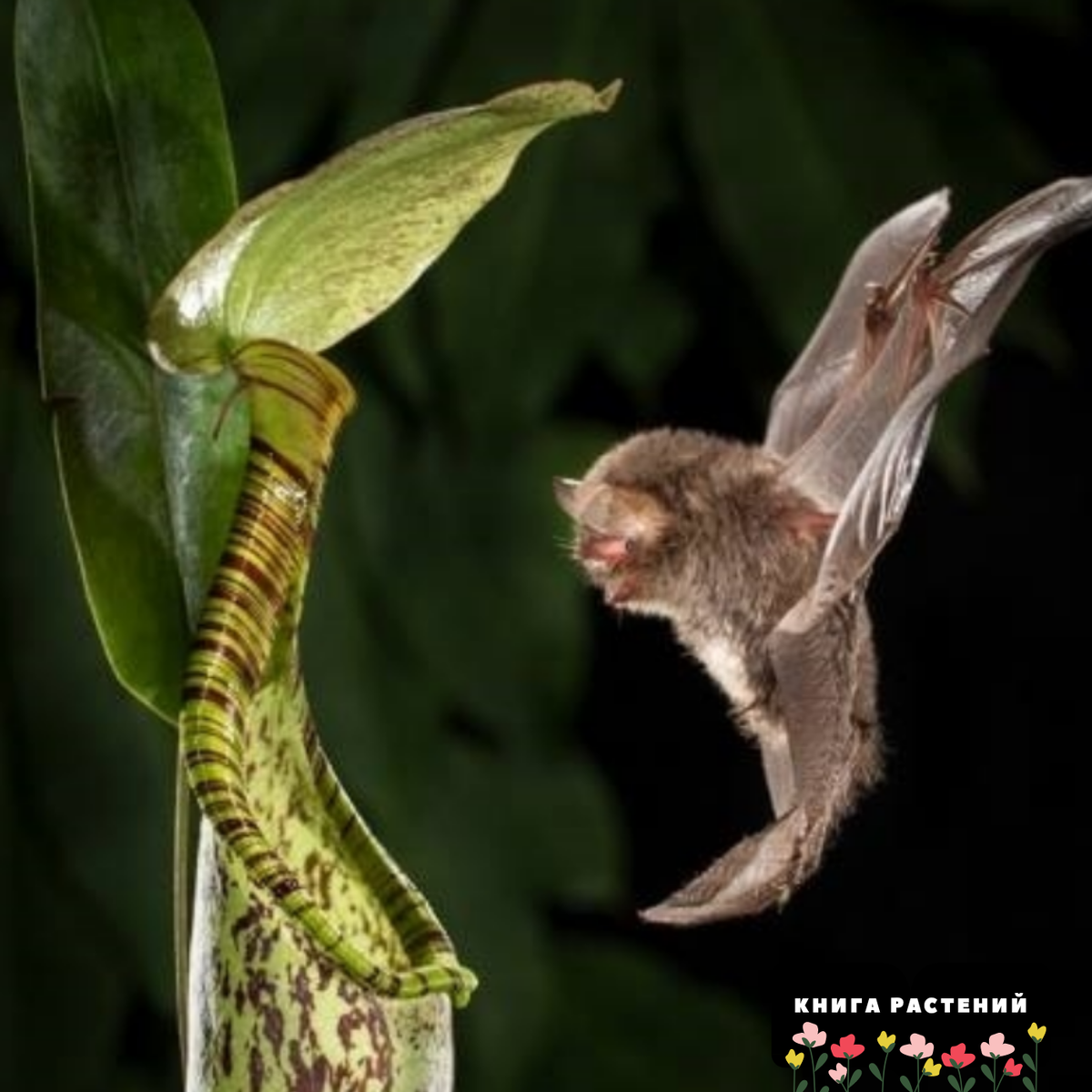 непентес аттенборо. узкочерепная полевка. венерина дионея. растения и животные. заяц в лесу.