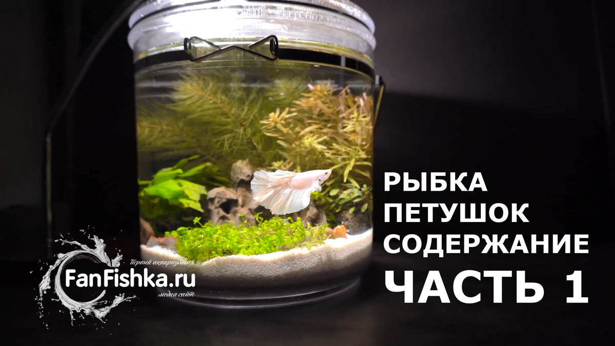 Запуск аквариума для петушка. Какой аквариум лучше для рыбки петушка. Чем кормить рыбку петушка. Фанфишка. Фанфишка форум