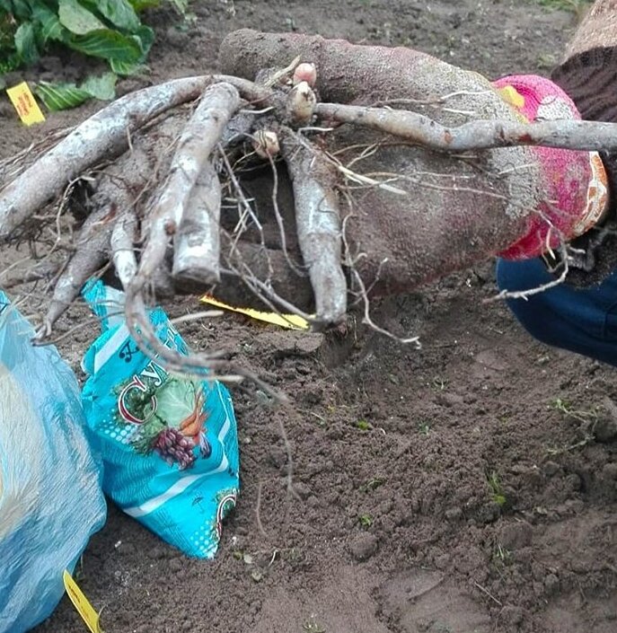 посадка пионов на даче