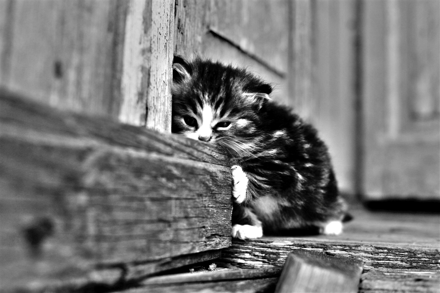 Кошка грустная песня. Брошенный котенок. Грустный котенок. Бездомные котята. Одинокий котенок.