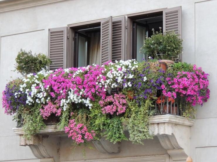 Какие цветы посадить на балконе – список названий с фотоидеями