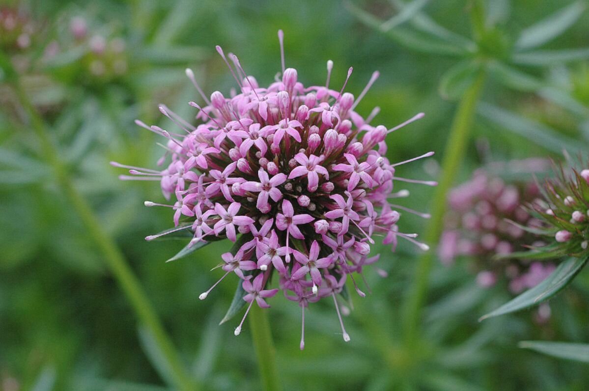 Crucianella stylosa