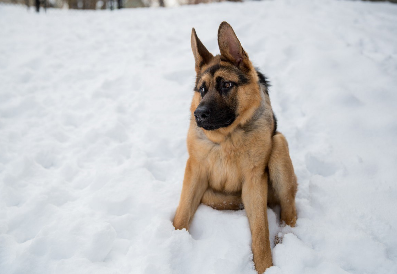 Dog rar. Овчарка Квазимодо. Немецкая овчарка Квазимодо. Пёс Квазимодо овчарка. Немецкая овчарка коротыш