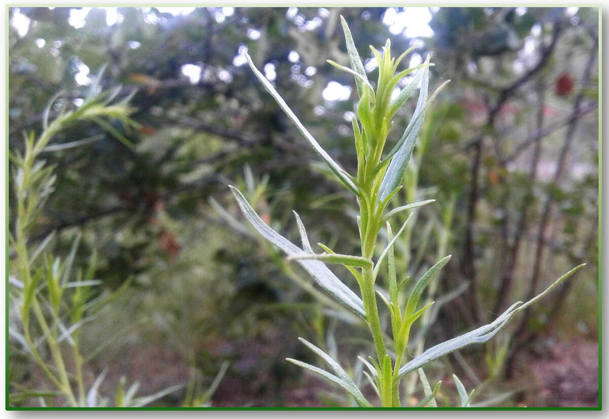 Тархун (эстрагон), растущий у меня на даче.