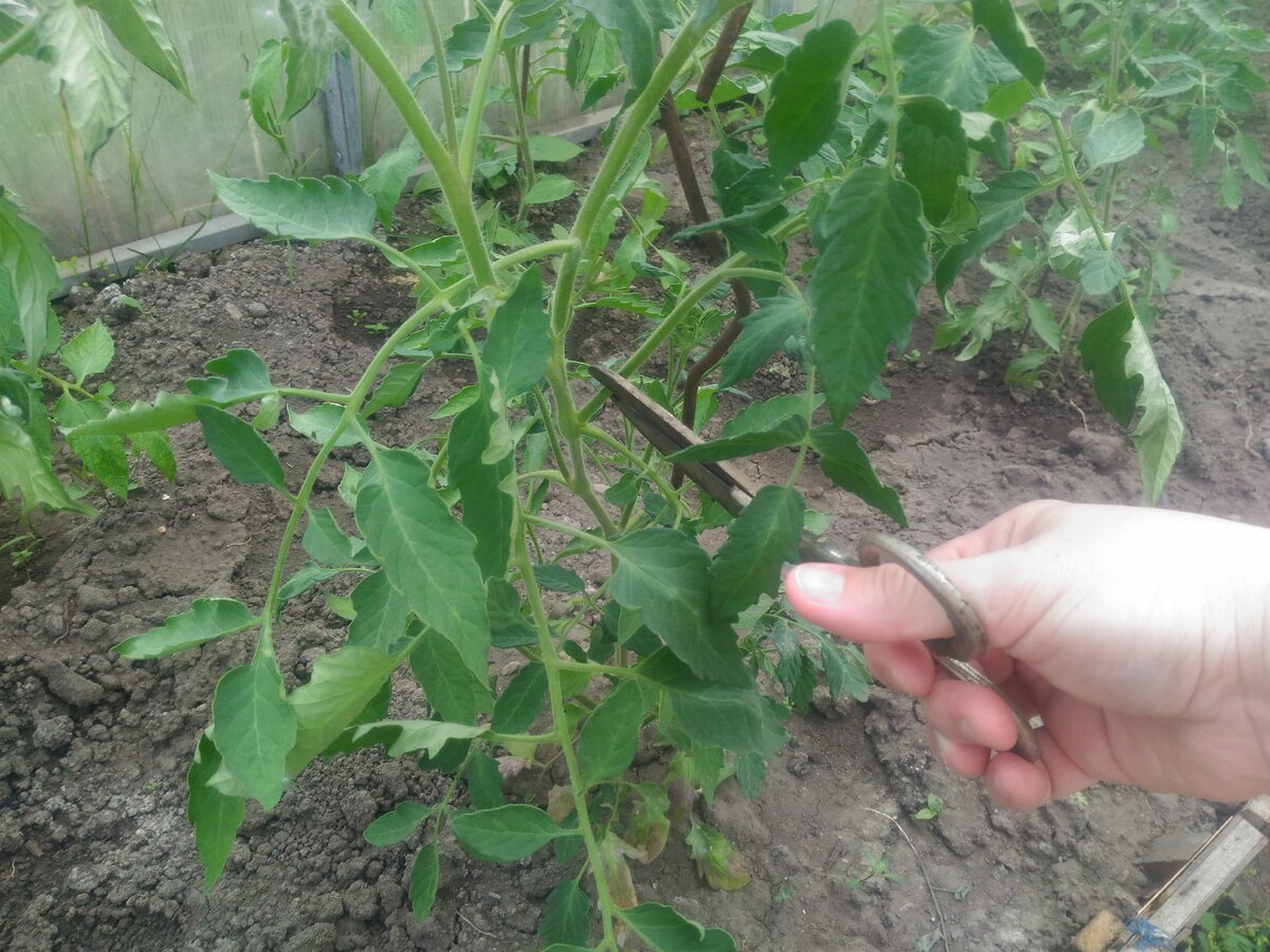 Обрезка пасынка 