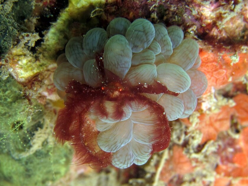 Источник фотографии http://what.iflukescouldkill.com/wp-content/nggallery/sealife/img_1718.jpg