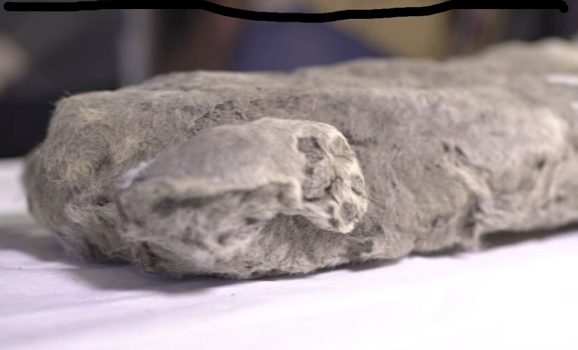 Доисторическая девушка замороженная 40 миллионов лет. Пещерный Лев кости Якутия. Мумии доисторических животных.