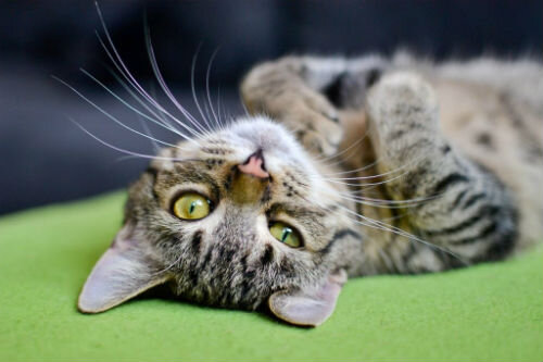 Генетическая предрасположенность