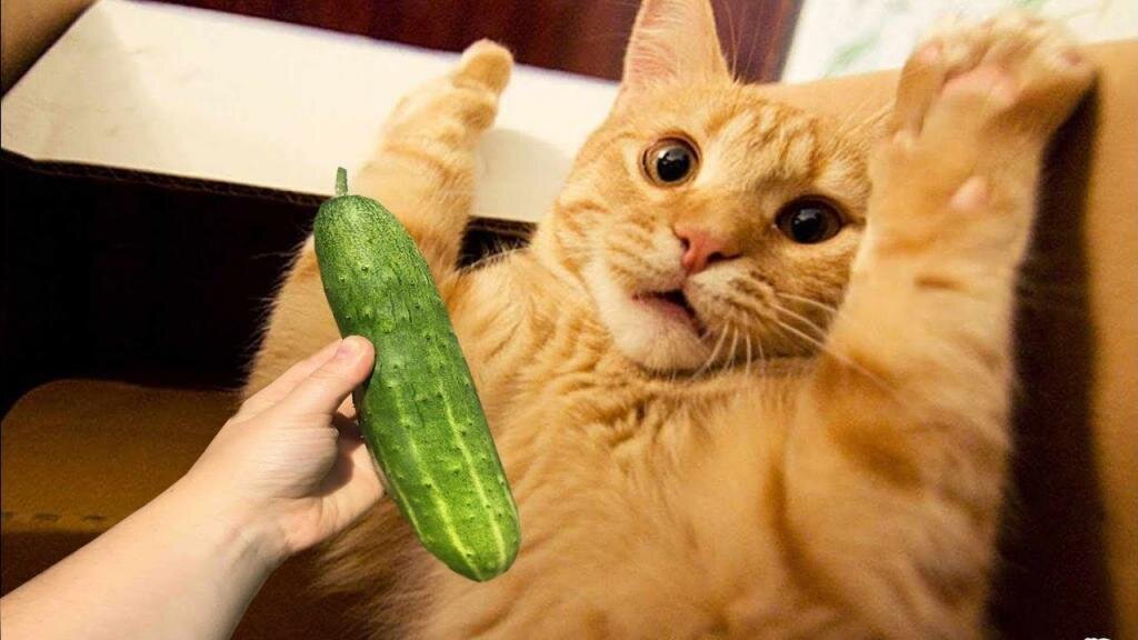 Не стоит подвергать стрессу животных, которые помогают нам побороть собственный.