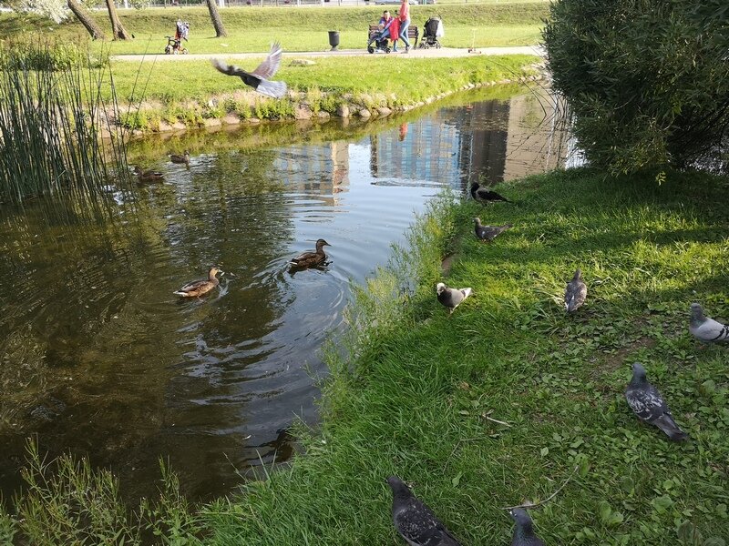 У источника есть пруд в котором водятся лягушки, рыба, утки.