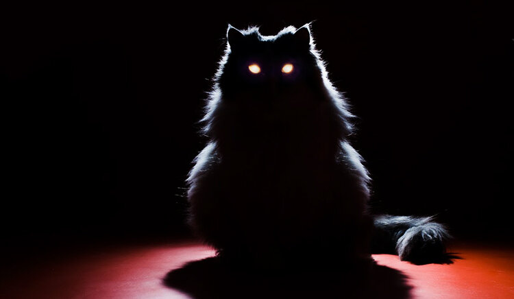 Глаза светятся у всех кошачьих