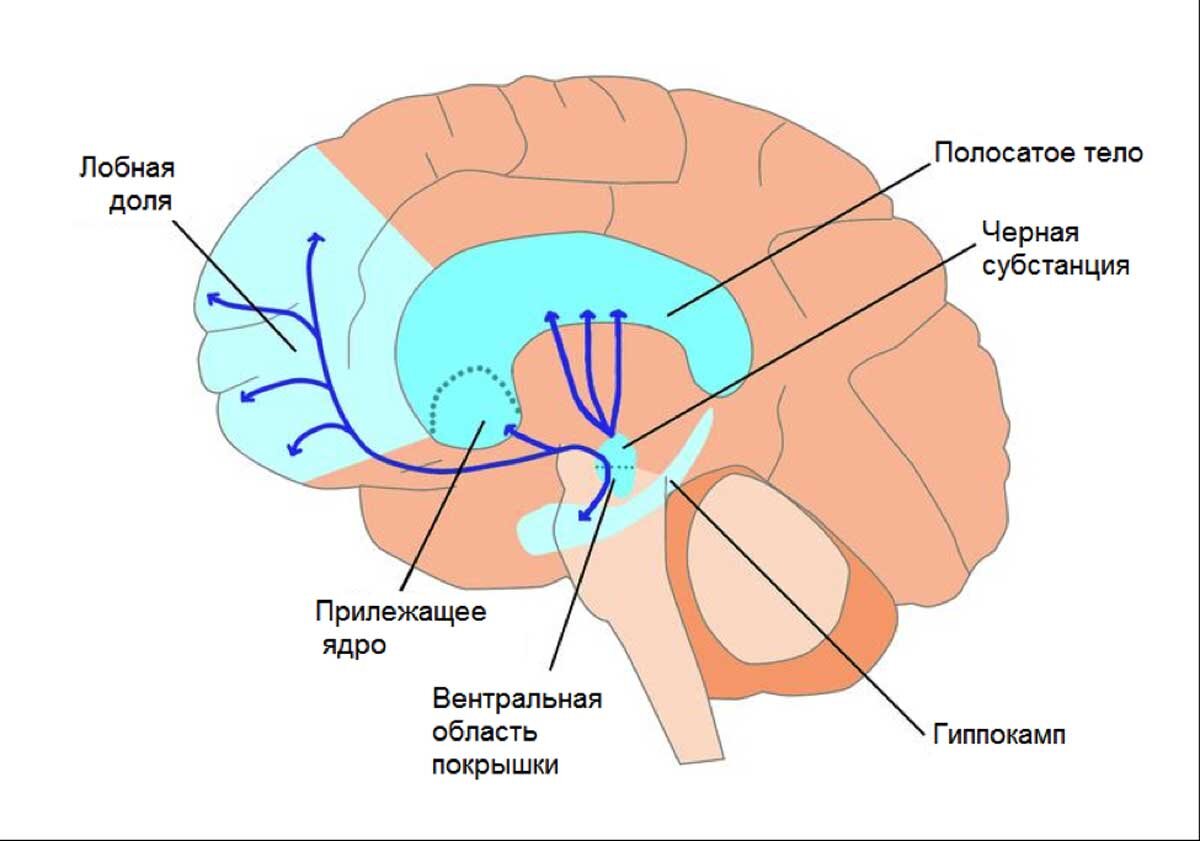 Система вознаграждения головного мозга